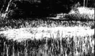 La trace laisse par l'ovni de Tully